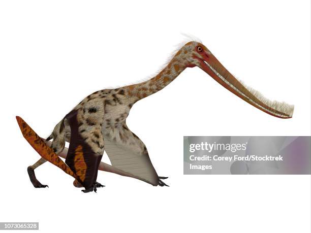 pterodaustro pterosaur on white background. - pterodaustro stock illustrations
