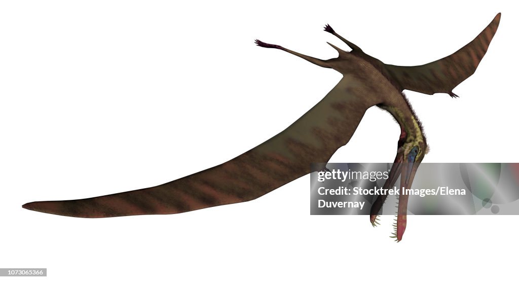 Anhanguera prehistoric bird on white background.