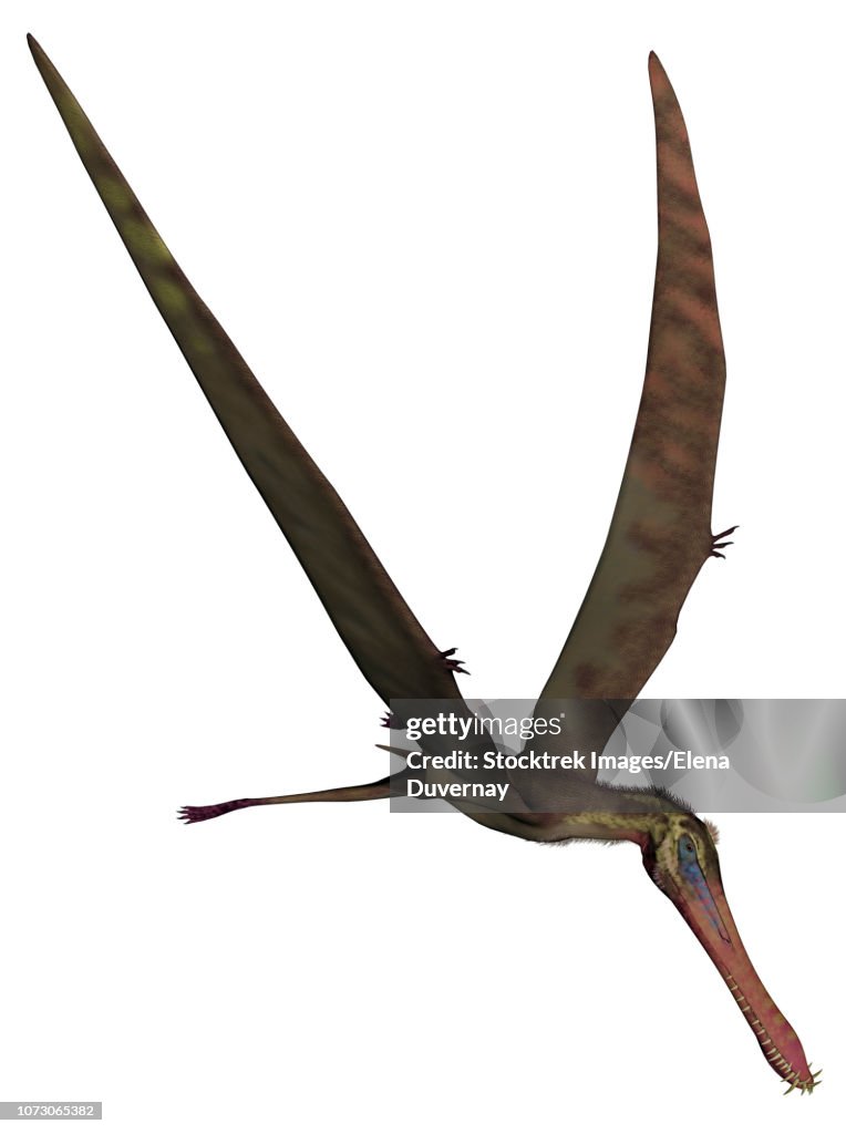 Anhanguera prehistoric bird on white background.