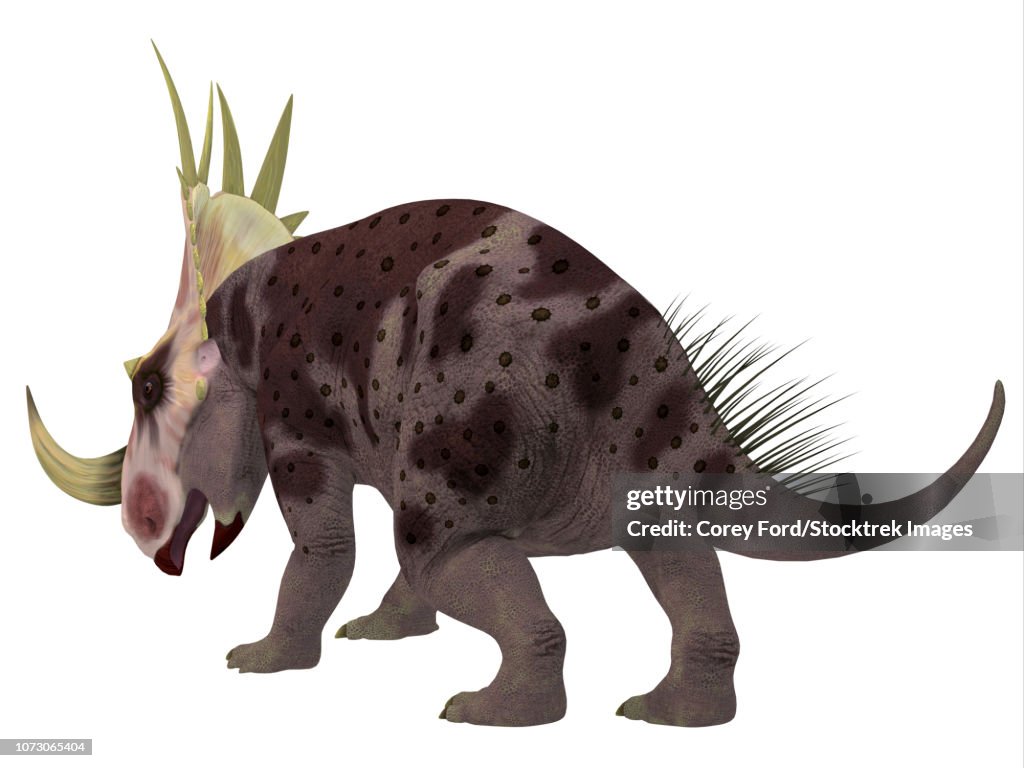 Rubeosaurus dinosaur, rear view.