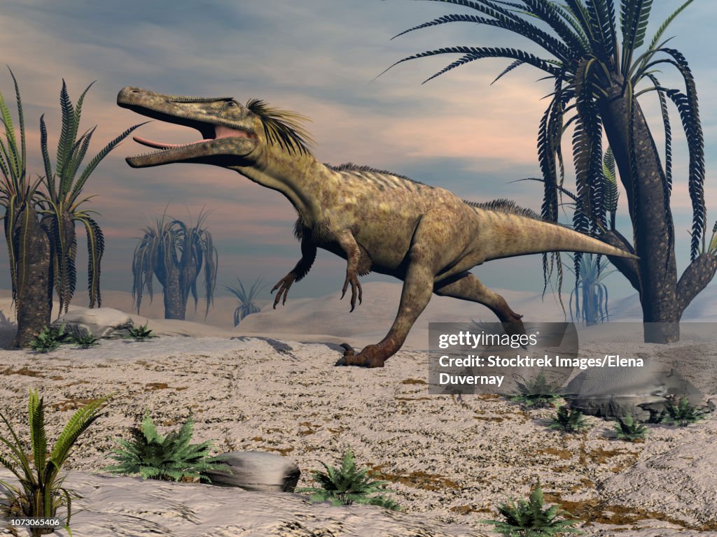 Austroraptor dinosaur walking in the desert.