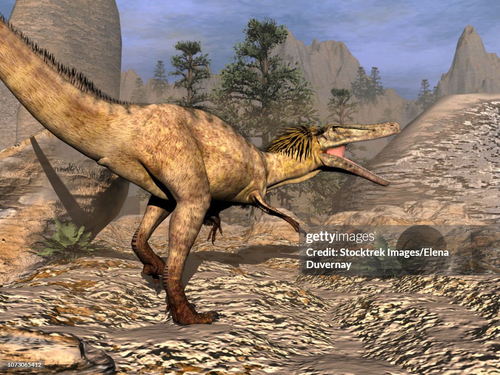 Austroraptor dinosaur walking in the desert.