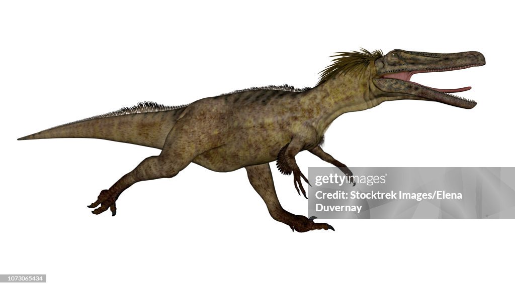 Austroraptor dinosaur running, isolated on white background.
