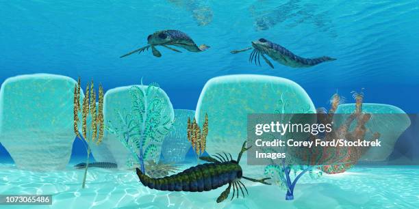 pterygotus swimming in prehistoric waters. - pterygotus stock illustrations