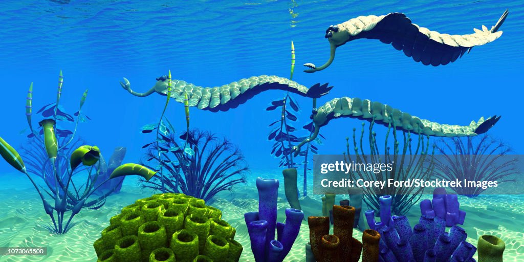 Three Opabinia regalis animals hunting for prey on a reef.