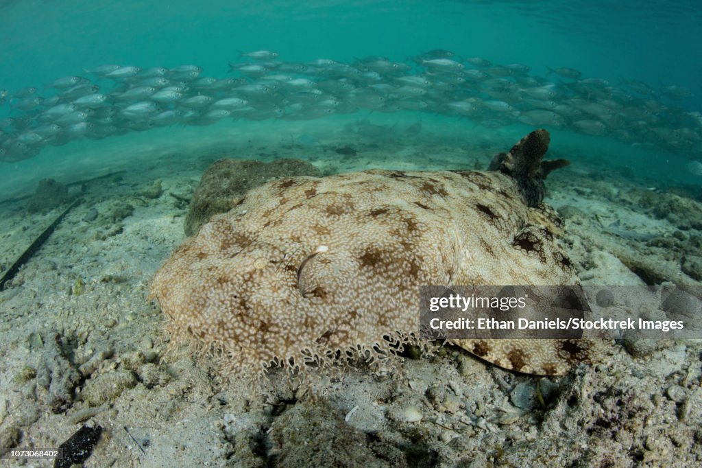 A well-camouflaged tasseled wobbegong shark lies on the sandy seafloor.