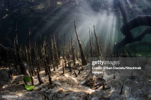 Blind Roots Mangrove Roots Underwater Photos and Premium High Res Pictures - Getty ...