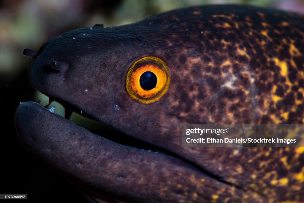 A yellow-margined moray eel, Gymnothorax flavimarginatus