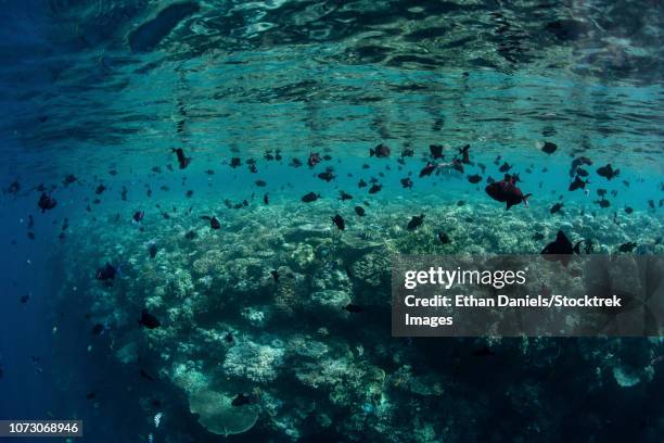 redtooth triggerfish feed on plankton on the edge of a coral reef drop off. - ocean triggerfish stock pictures, royalty-free photos & images