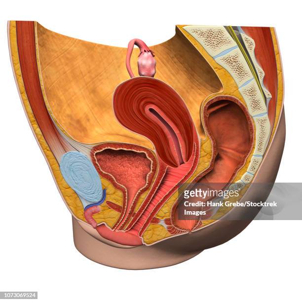 female reproductive system, sagittal view. - schamlippen stock-grafiken, -clipart, -cartoons und -symbole