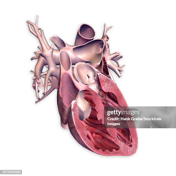 ilustraciones, imágenes clip art, dibujos animados e iconos de stock de cross section of human heart. - ventrículo izquierdo