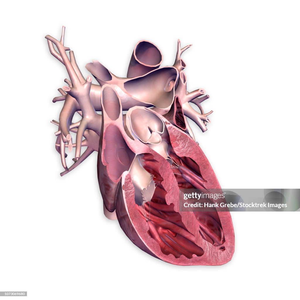 Cross section of human heart.
