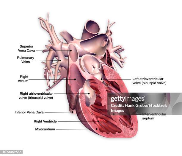 cross section of human heart with labels. - trigeminal nerve stock illustrations