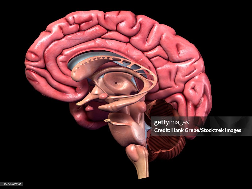 Human brain, sagittal section.