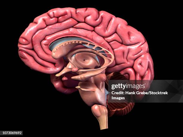 human brain, sagittal section. - trigeminal nerve 幅插畫檔、美工圖案、卡通及圖標