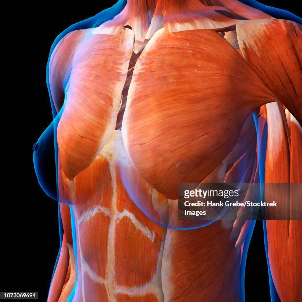 ilustraciones, imágenes clip art, dibujos animados e iconos de stock de three quarter view of female chest muscles, x-ray style. - ventrículo izquierdo