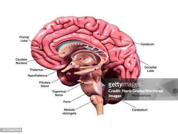 human brain, sagittal section with labels. - brain diagram colour stock illustrations