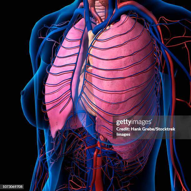 x-ray view of female chest, heart, lung, arteries and veins. - translucent heart stock illustrations