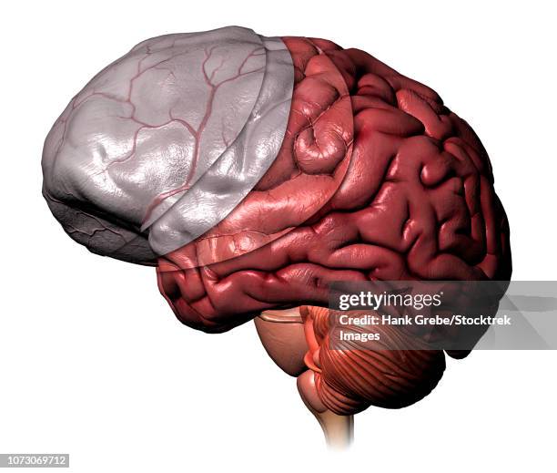 brain meninges layers. - retinaculum stock illustrations