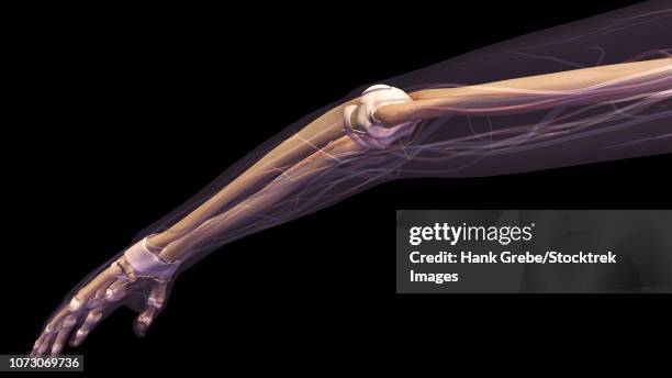 illustrations, cliparts, dessins animés et icônes de female arm, elbow joint and bones, x-ray on black background. - wrist tendons