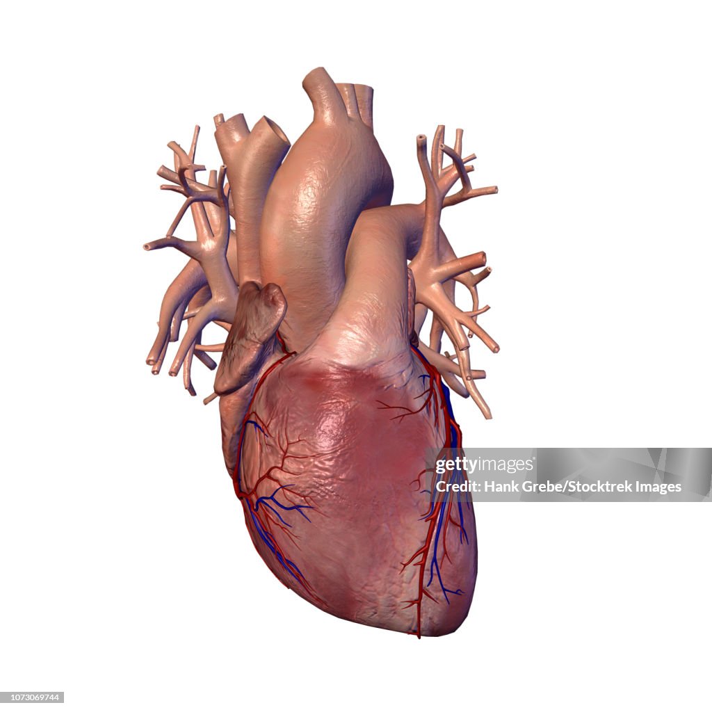 Human heart with coronary arteries and veins.