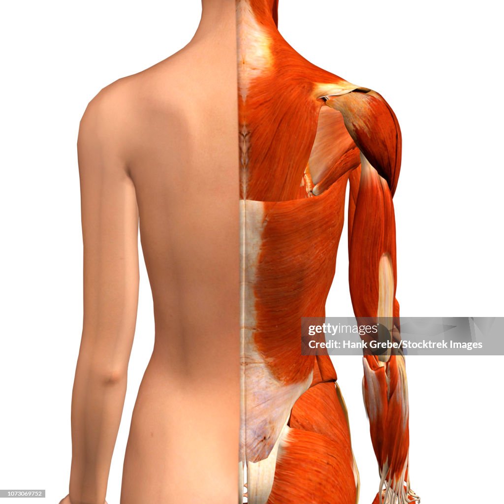 Female muscles, split skin layer, back view on white bckground.