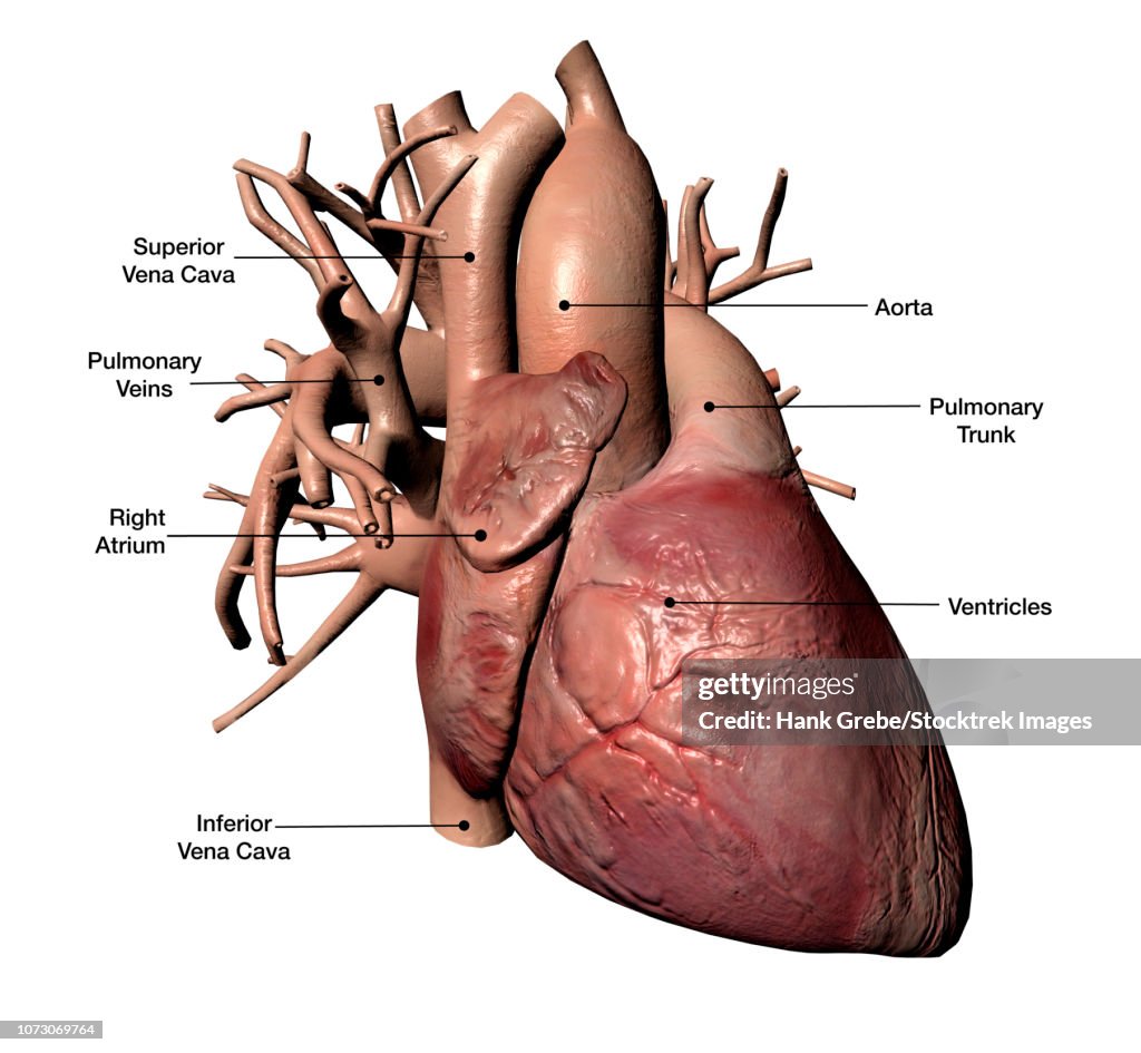 Human heart with coronary arteries, with labels.