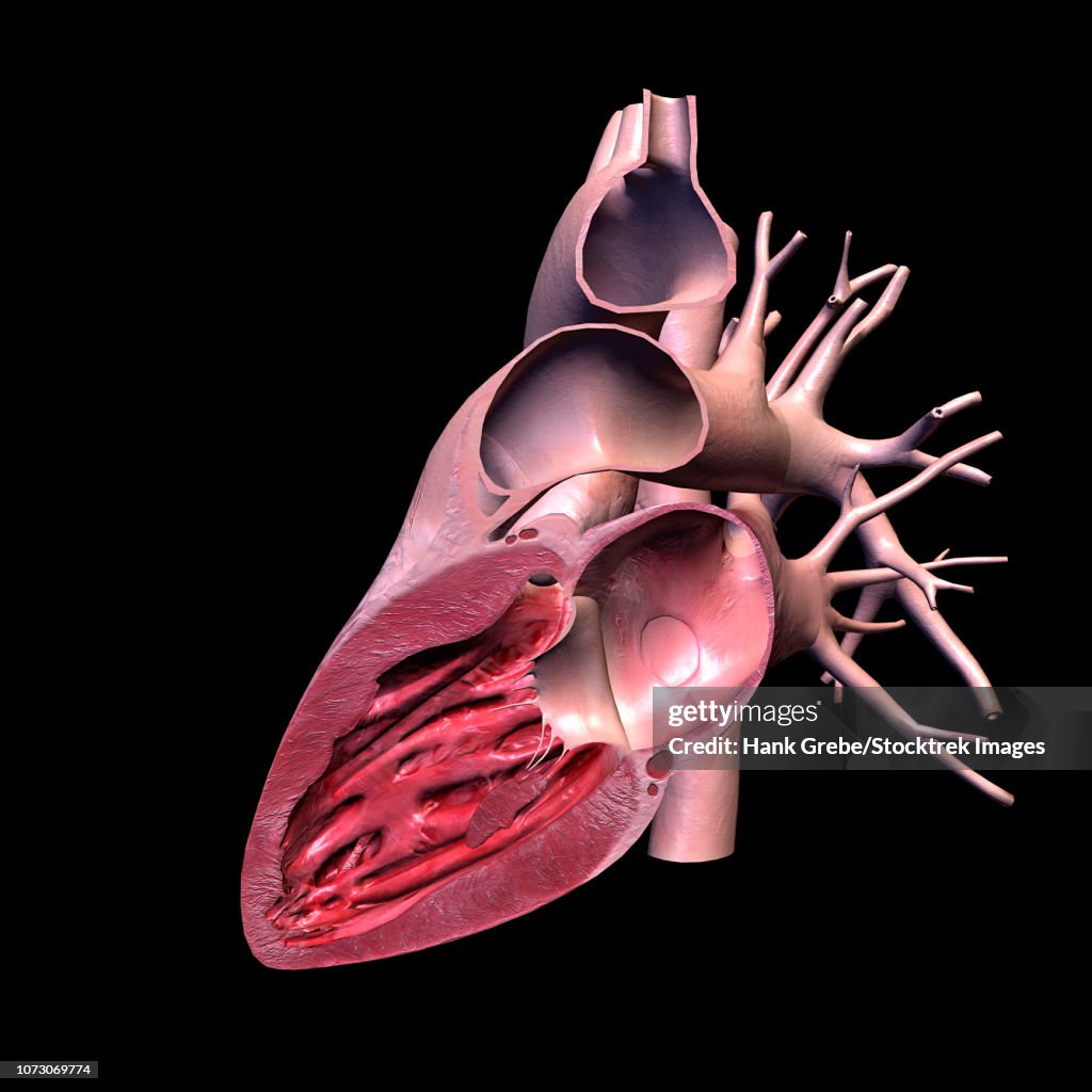 Lateral cut view of human heart on black background.