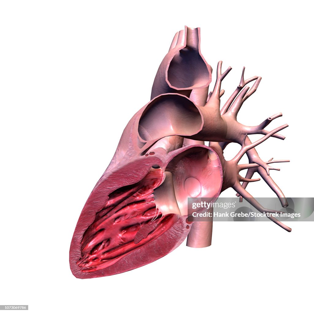 Human heart, lateral cut.
