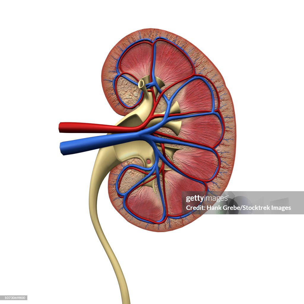 Human kidney anatomy, cross section.