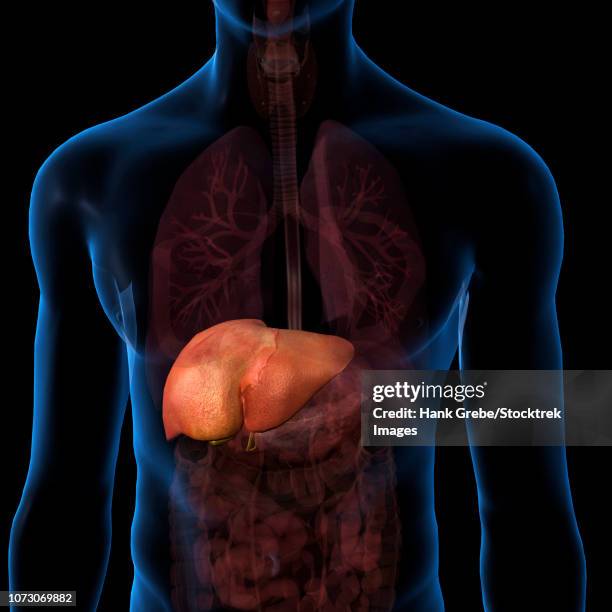 liver isolated within torso, on black background. - pancreas 3d stock illustrations