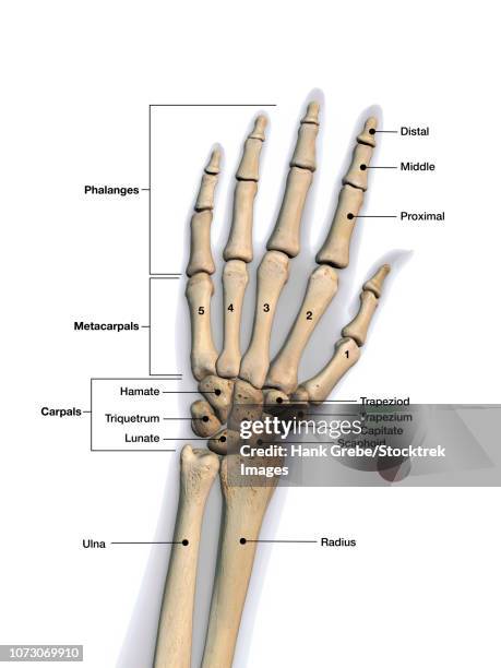 bones of the human hand with labels. - lunares stock illustrations