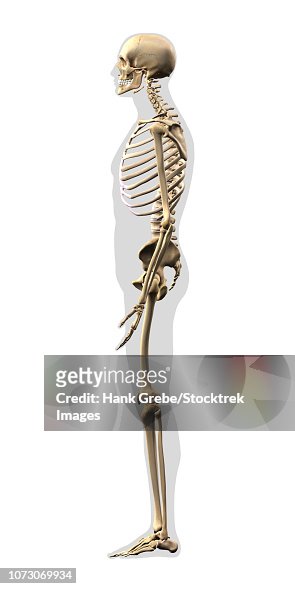 Human Skeleton Side View On White Background High-Res Vector Graphic -  Getty Images