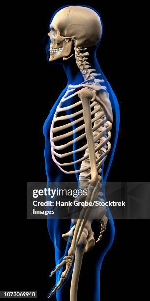 ilustrações, clipart, desenhos animados e ícones de human skeleton, side view with blue x-ray body outline. - articulação de animal