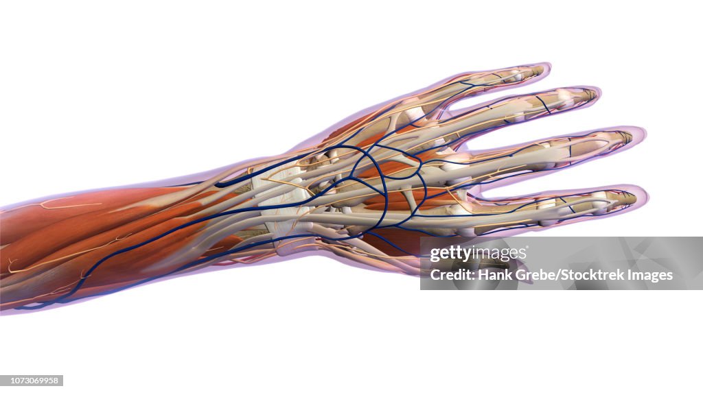 Anatomy of human hand, dorsal view.