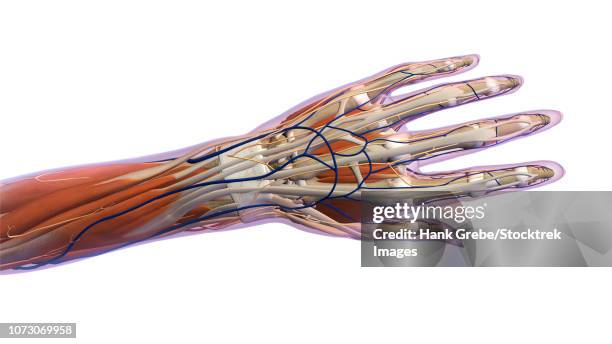 anatomy of human hand, dorsal view. - metacarpal stock illustrations