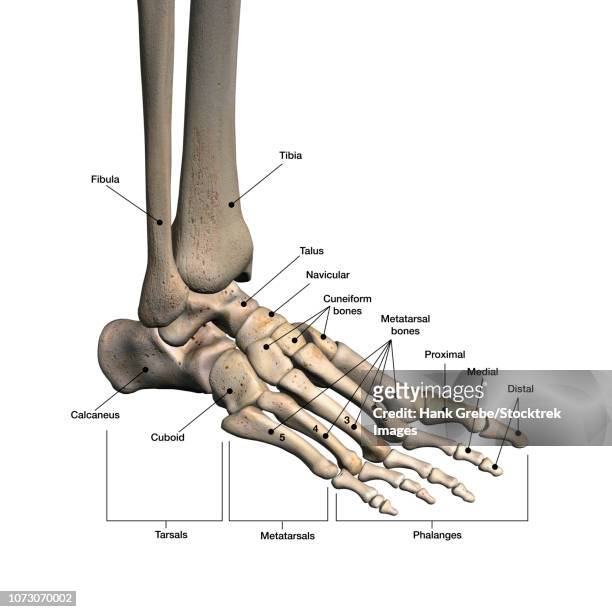bones of human foot with labels. - achilles stock illustrations