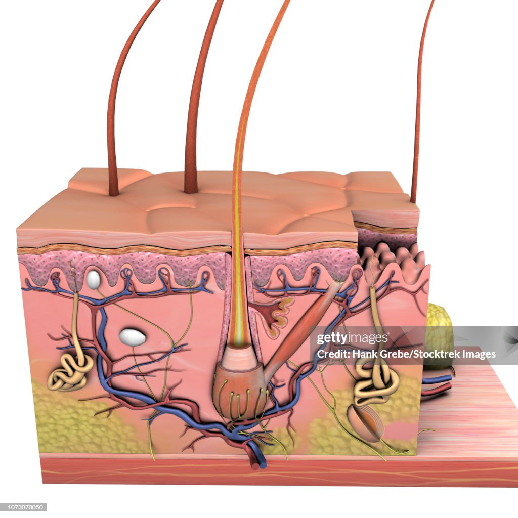 Anatomy of skin, cross section on white background.