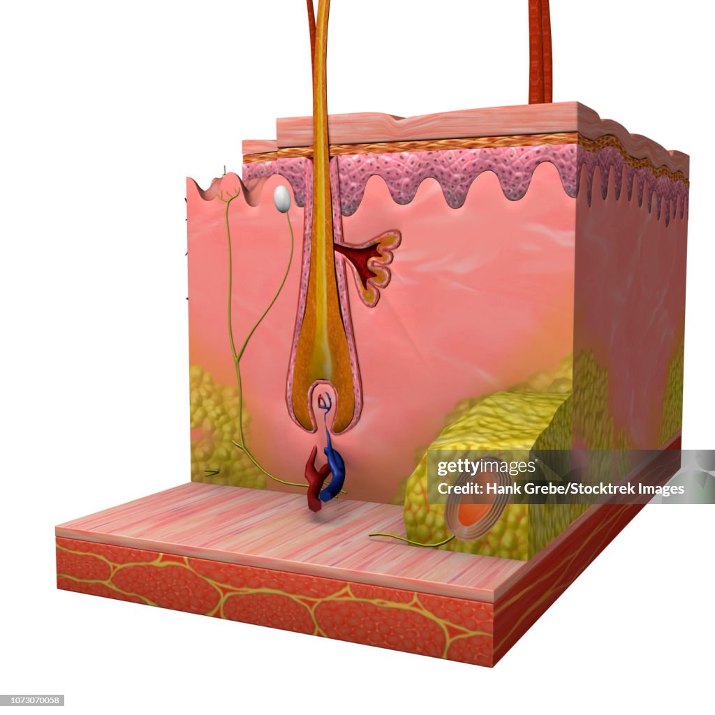 Anatomy of skin and hair follicle on white background.