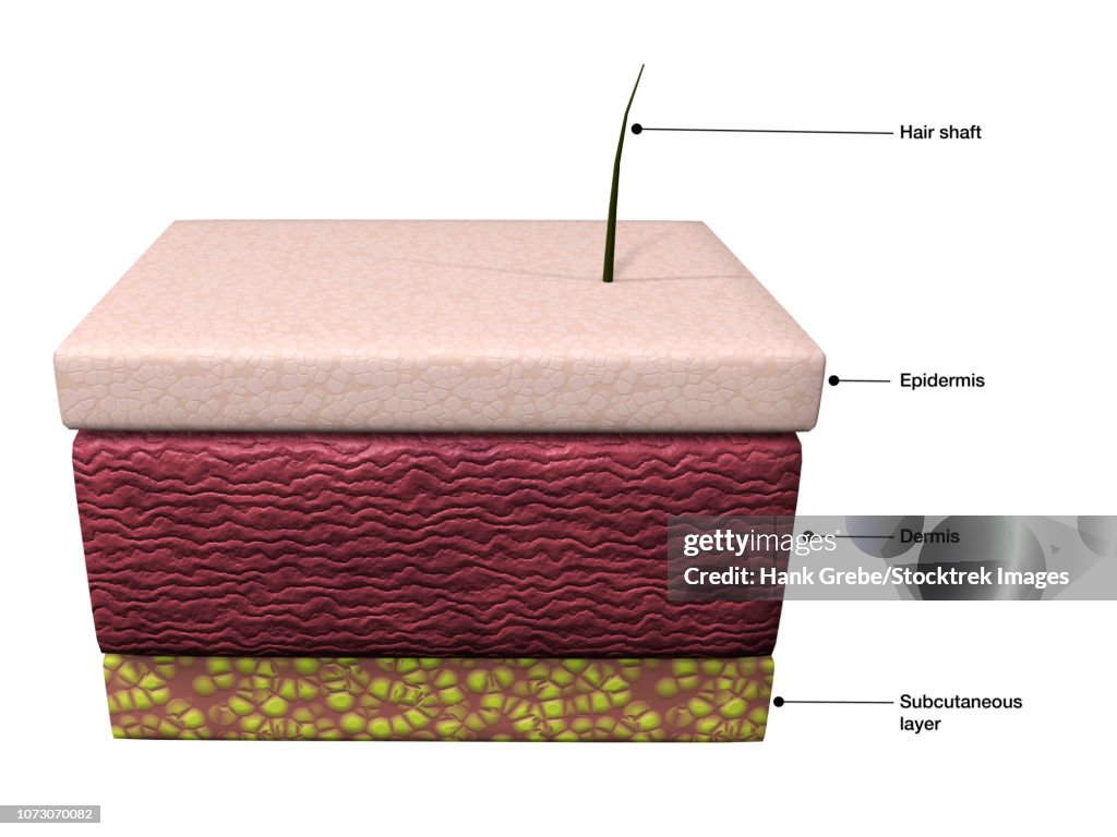 Basic layers of human skin; epidermis, dermis and subcutaneous.