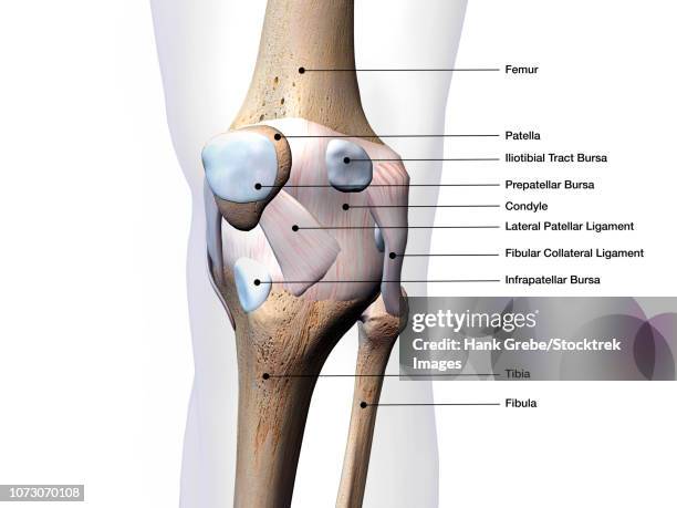 ilustraciones, imágenes clip art, dibujos animados e iconos de stock de knee joint bone and connective tissue with labels. - ligamento de la rótula