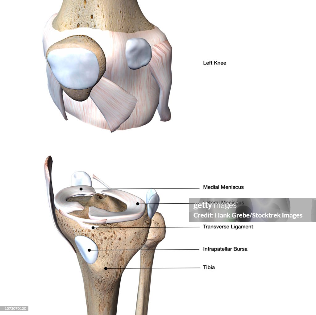 Knee joint bone and connective tissue, exploded view with labels.