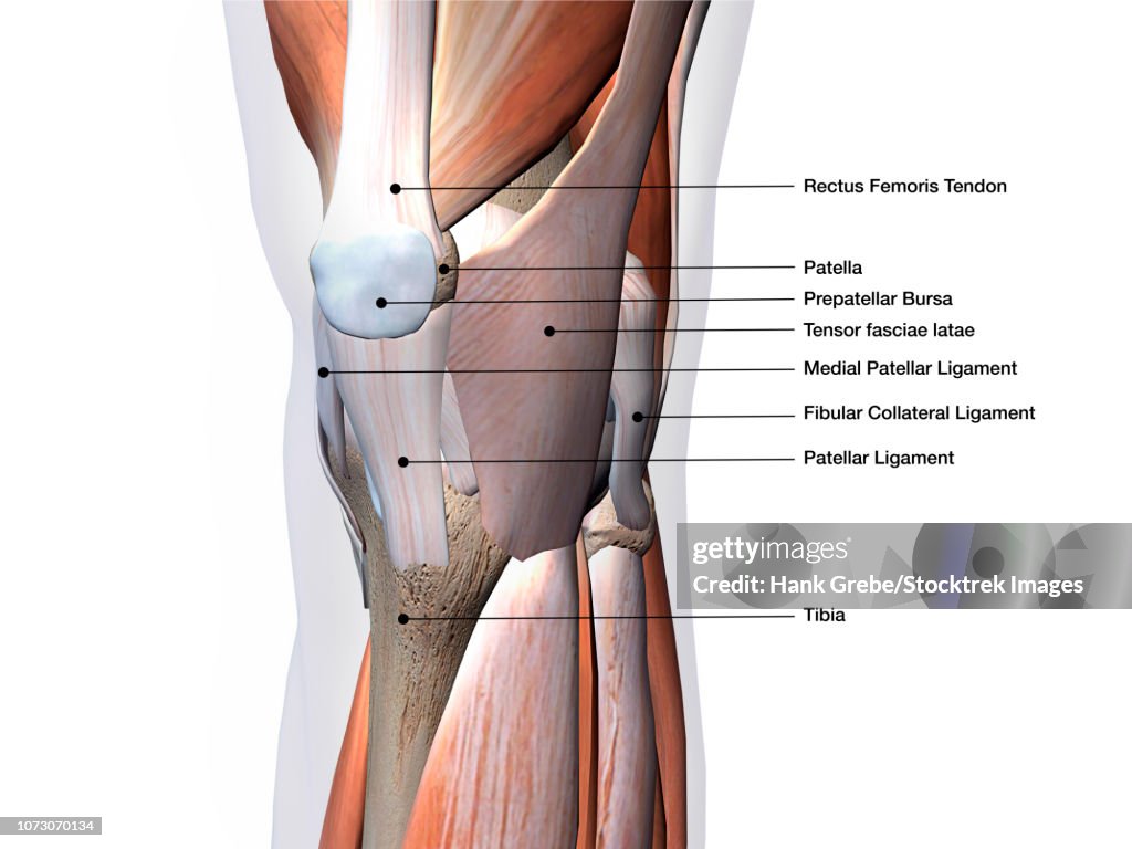 Knee joint showing muscles and ligaments with labels.