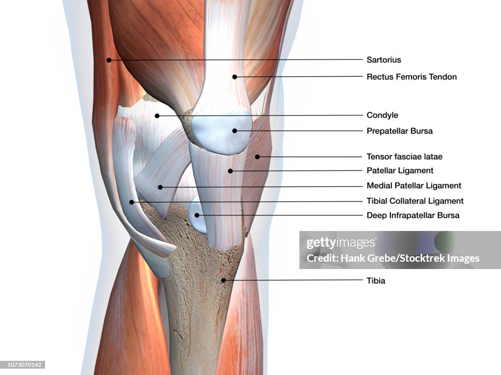 Knee joint showing muscles and ligaments with labels.