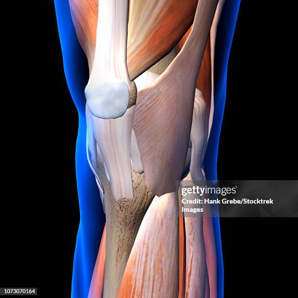 ilustraciones, imágenes clip art, dibujos animados e iconos de stock de knee muscles and ligaments, x-ray view on black background. - ligamento de la rótula