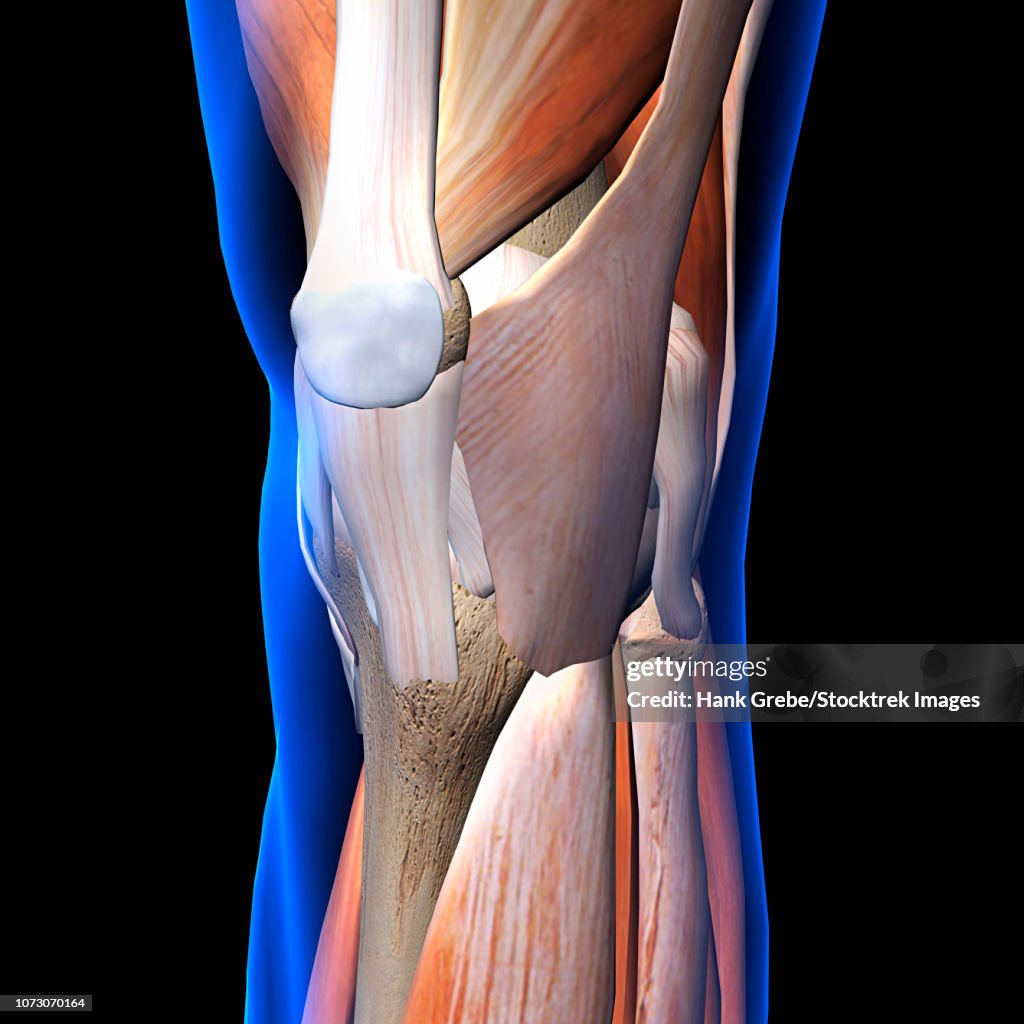 Knee muscles and ligaments, x-ray view on black background.