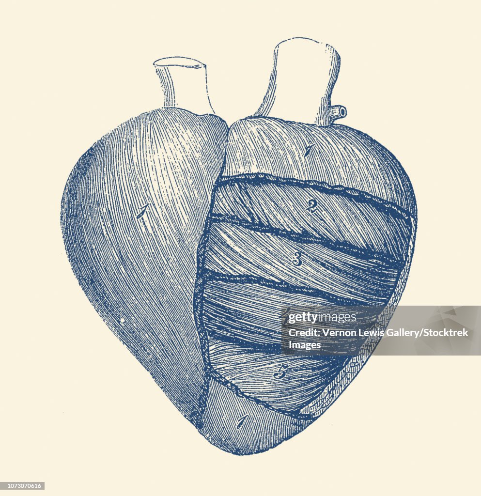 Vintage anatomy print showing a depiction of the outer human heart.