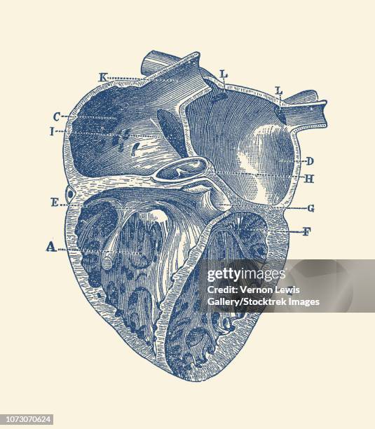 ilustraciones, imágenes clip art, dibujos animados e iconos de stock de vintage anatomy print showing a depiction of the inner heart of a human. - ventrículo izquierdo