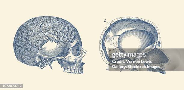 vintage anatomy print showing the side and inside views of a human skull. - oculomotor nerve stock illustrations