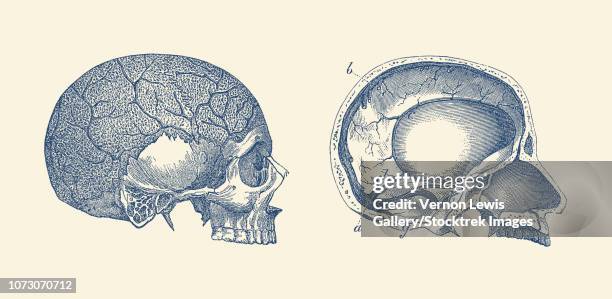 vintage anatomy print showing the side and inside views of a human skull. - trigeminal nerve 幅插畫檔、美工圖案、卡通及圖標